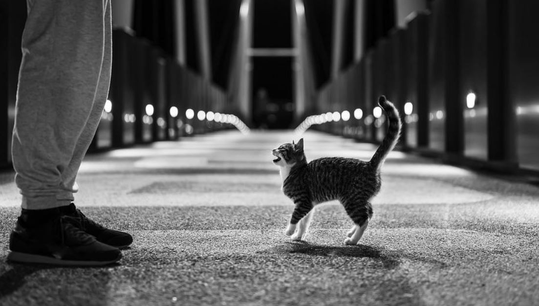 kočka na ulici
